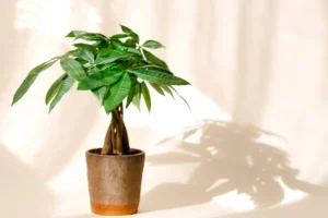 Money plants are one of the most popular indoor plants, known for bringing positive energy and a touch of greenery to homes and offices. While they are easy to care for, propagating them correctly ensures faster growth and healthier plants. One of the simplest and most effective methods is using a single-node cutting.

Why Single-Node Propagation Works

Using a single node allows the plant to focus its energy on developing strong roots rather than maintaining multiple stems. This method increases the chances of successful propagation and produces vigorous new growth in a shorter time.

Step-by-Step Propagation Guide

Select a Healthy Stem
Choose a mature, healthy stem from your money plant. Make sure the stem has at least one node, as this is where roots will develop.

Prepare the Cutting
Cut just below the node using a clean, sharp knife or scissors. Remove any leaves near the cut end to prevent rotting in water or soil.

Place in Water or Soil
Insert the cutting into a container of clean water or well-draining soil. Keep it in a bright location with indirect sunlight. Roots usually start forming within a few days.

Monitor Growth
Change the water regularly if using a water medium and keep the soil slightly moist if planting directly in soil. Once roots are strong, the cutting can be planted in a larger pot or garden bed.

For a detailed guide and expert tips on this method, check out this Single Node Propagation
 resource. It provides step-by-step instructions and tricks to ensure easy and successful growth of your money plant.

Tips for Thriving Money Plants

Use Fresh Cuttings – Always select fresh, healthy stems for propagation.

Maintain Humidity – A slightly humid environment encourages faster root formation.

Be Patient – Root development may take a few days to weeks, depending on conditions.

By following these simple techniques, you can multiply your money plants efficiently and enjoy a lush, vibrant indoor garden. For a comprehensive guide, visit Single Node Propagation
 and learn the easiest way to grow new money plants at home.